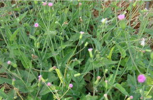 臭牡丹的功效与作用 臭牡丹根治疗妇科