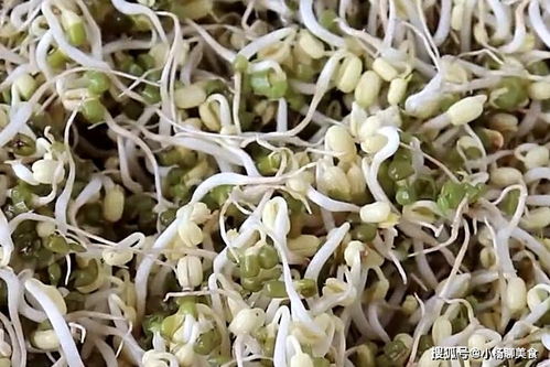 自己在家生绿豆芽 生绿豆芽的全部过程
