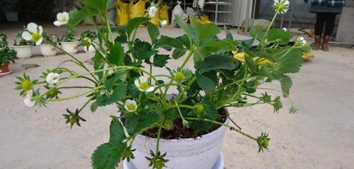 自来水浇花的正确方法 浇花最好的水是什么水