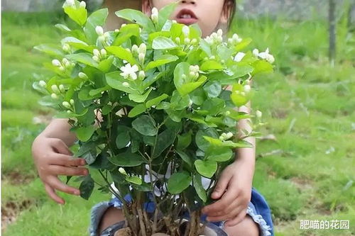自己种的茉莉花能吃吗 茉莉花新鲜的怎么吃