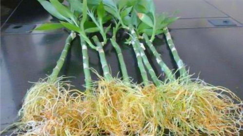 自制生根剂的8种方法 自制最厉害生根液