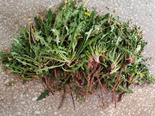 艾草可以去晦气转运吗 艾草为何是阳气最足的