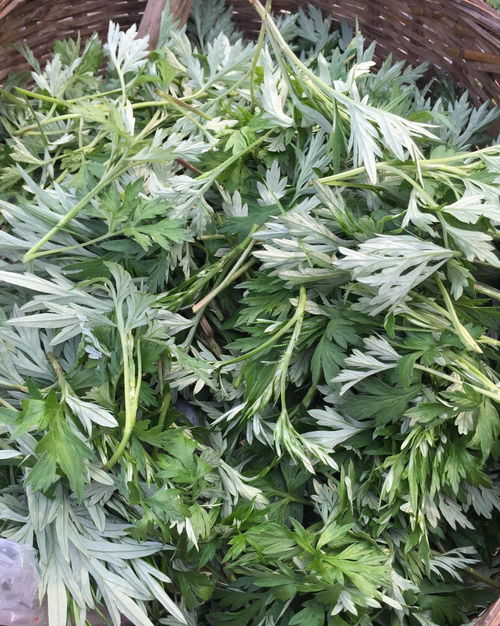 艾草会自己繁殖吗 艾草会越长越多吗