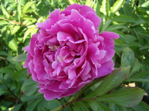 芍药根治什么病 芍药功能主治