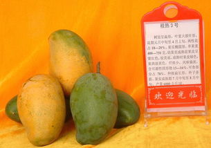 芒果40个品种 芒果品种排名
