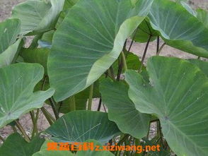 芋头烂叶病用什么药喷效果好 芋叶烂是什么原因