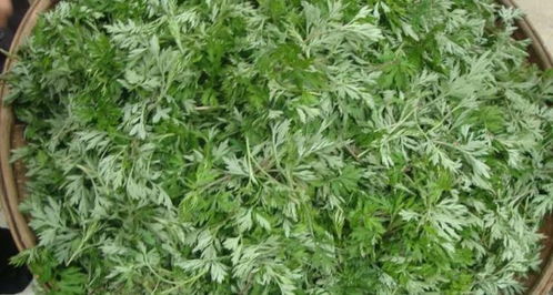 艾草繁殖的最好办法 艾草扦插方法步骤