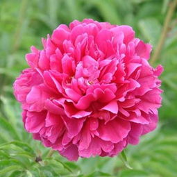 芍药什么颜色镇宅最好 镇宅挡煞的最厉害的花