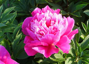 芍药主治什么病 芍药为什么叫鬼花