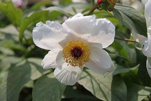 芍药是白芍还是赤芍 芍药又叫白芍吗
