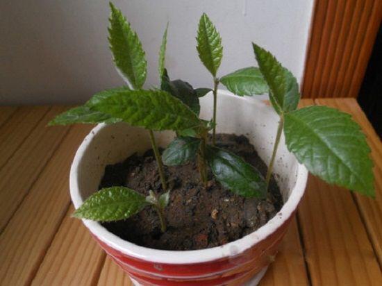 芒果上长了一个小芽能吃么 芒果核发芽了要怎么样种植