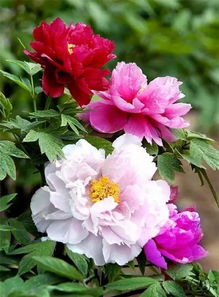 芙蓉花象征什么 芙蓉花比喻什么女人