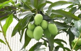 芒果怎样催熟才不烂掉 青芒果放多久才自然熟