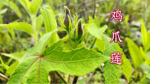 芙蓉花的功效与作用 芙蓉花树图片