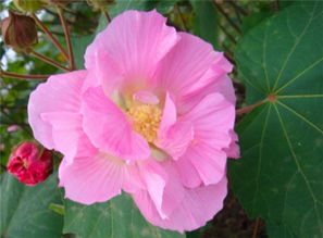 芙蓉花的花语和象征意义 芙蓉花是吉利花吗
