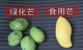 芒果苦了吃了会中毒吗 芒果跟什么相克中毒