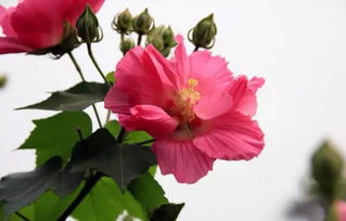 芙蓉指的是什么意思 芙蓉花比喻什么女人