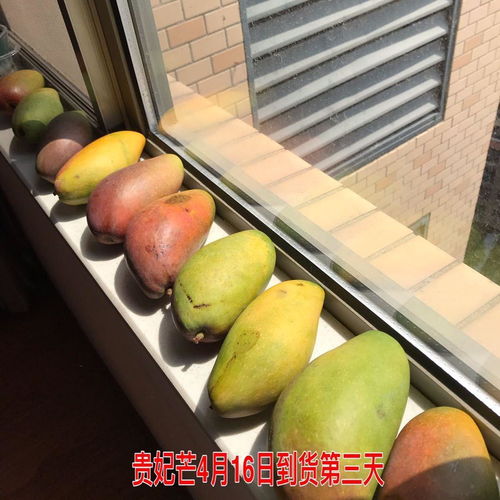 芒果是否可以放冰箱储藏 芒果夏天怎么储藏