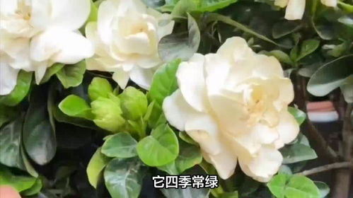 芙蓉花寓意及花语 芙蓉花代表什么象征意义