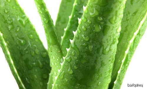 芦荟的作用与功效 芦荟对男性功能有用吗