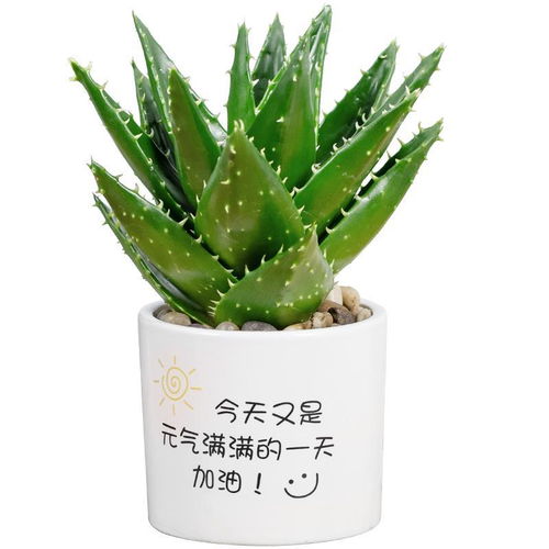 芦荟直接煮水喝有毒吗 新鲜芦荟可以修复疤痕吗