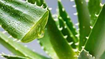 芦荟擦脸的正确方法 自己种的芦荟可以涂脸吗