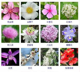 花名大全名称 常见100种花名称