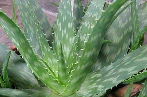 芦荟的十大功效与作用 芦荟的功效治9种病