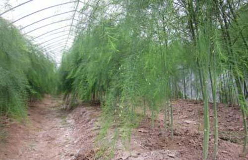 芦笋第一年能收割吗 芦笋第一年苗怎么处理