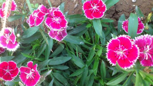 花名字大全 名称 稀有又好听冷僻花的名字