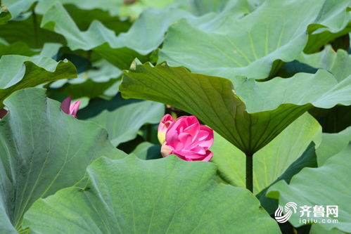花开两朵比喻爱情 花开两朵,各表一枝寓意