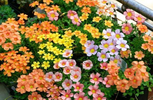 花期长好看又好养的花 365天开花不断的花卉
