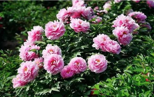 花名称大全500种 鲜花大全10000种