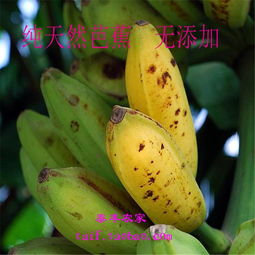 芭蕉与香蕉的区别 芭蕉为什么比香蕉贵