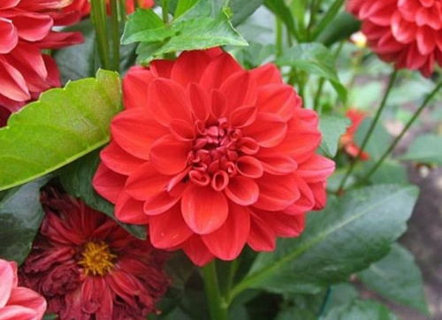 花期长达9个月的花 365天开花不断的花卉