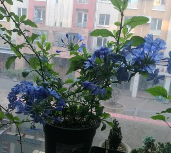 花期分为哪几个阶段 花的各个阶段