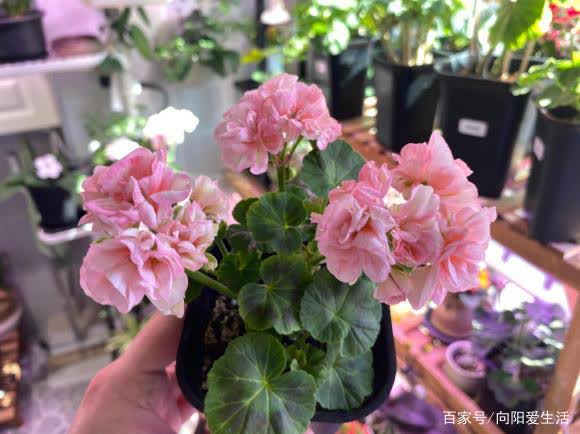 花束底部的海绵能用多久 花插在海绵上需要浇水么