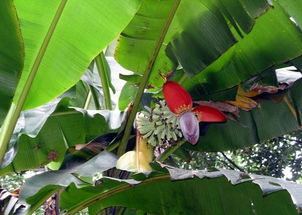 芭蕉好还是香蕉好 芭蕉为什么比香蕉贵