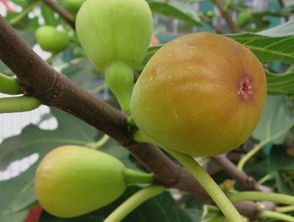 芭劳奈和青皮哪个好吃 芭劳奈与布兰瑞克哪个好