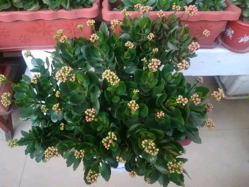 花卉市场的花买回来都活不了 花买回来怎样才能栽活