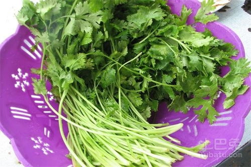 芫荽的功效与作用 芫荽和香菜的区别图片