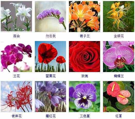 花卉名称大全500种 花卉大全及花名