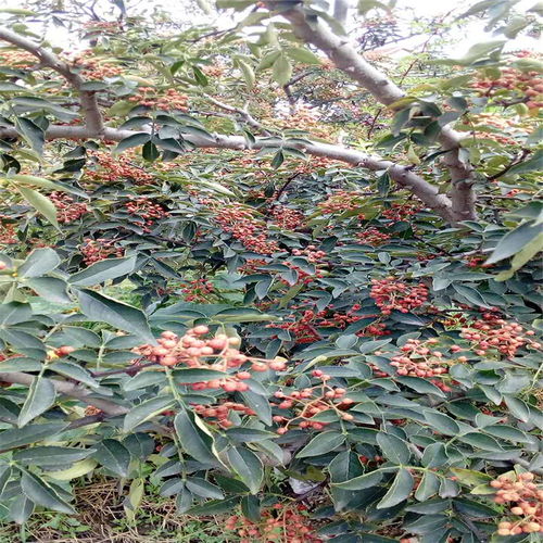 花椒籽怎么种容易出苗 花椒籽几月种最好