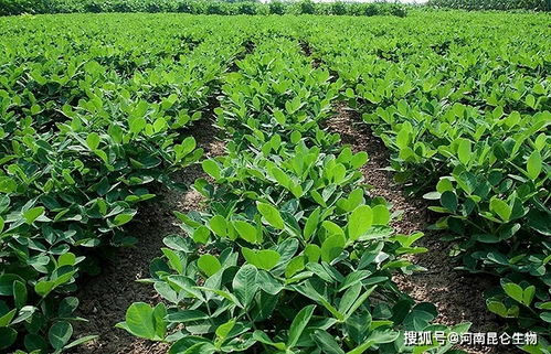 花生二次追肥是什么时候 花生追施肥用什么肥料好