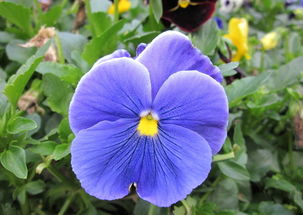 花语是欺骗和谎言的花 花语带有讽刺意义的花