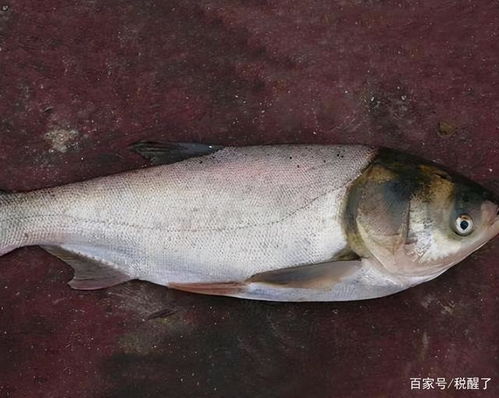 花鲢和白鲢哪个好吃 花鲢鱼为什么没人吃了