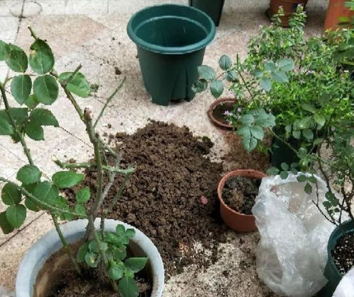 花泥可以当土养花吗 花泥可以泡水里养花吗