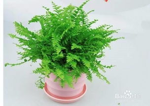 花浇水的正确方法 盆栽正确浇水方法