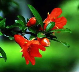 花的高级说法 花的高级替代词