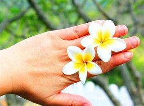 花语代表希望和未来的花 花语是涅槃重生的花